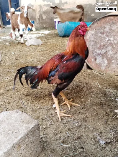 ديك باكستاني عمره تقريبا سنه معي من يوم صغير 4