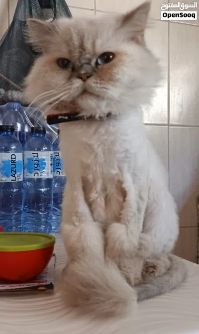 قطة هملايا بلو للتبني 4