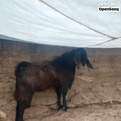 فحل تيس شغل هداد نار 3