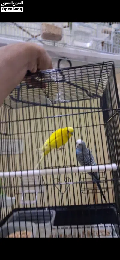 Buggies Love birds 3