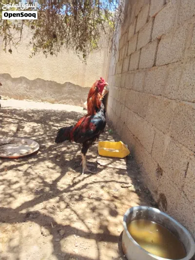 ديك باكستاني أموره طيبه وبصحة ممتاره 2