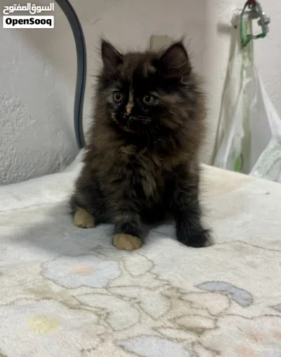 Adorable 2.5 Month-Old 5 Kittens Seeking Their Forever Homes 3