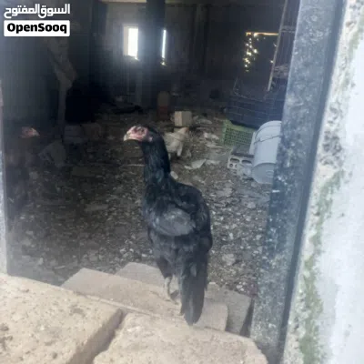 undefined 3