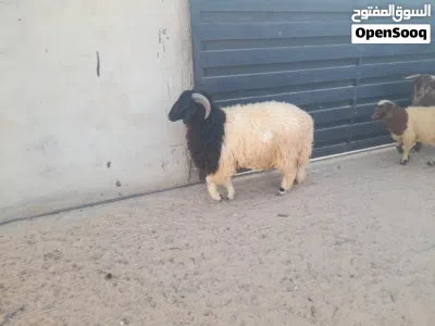 خروف وطني الله يبارك 3