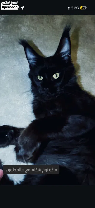 black smooke maine coon cat 4
