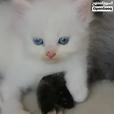 قطط للبيع بعيون زرق 3