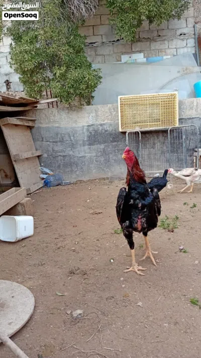 ديك باكستاني حر نحب الأول البيع 3