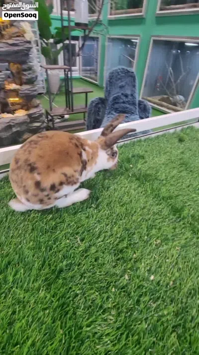 Dalmatian Rex rabbit 3