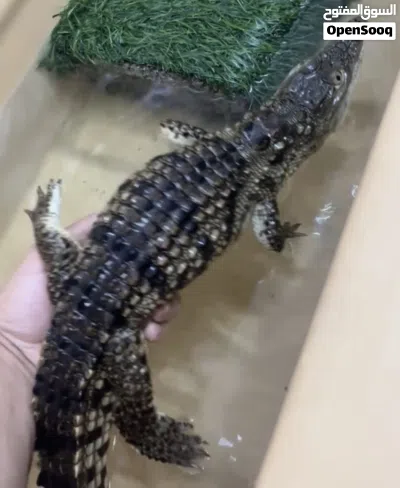 صغير و أليف 3