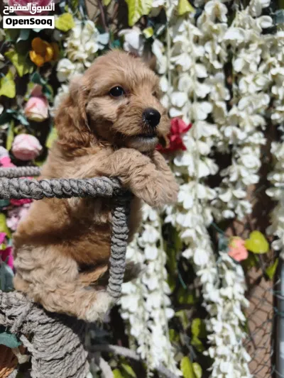 Cockapoo puppy 3