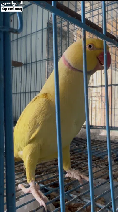 فحل دره اصفر اليف جاهز بيه كلام هواي يحجي بلوجه يركص 3
