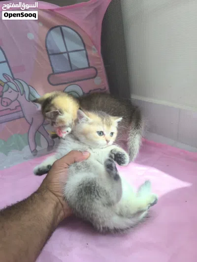 scottish fold and straight females ny22/ny25 4