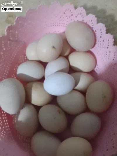 متوفر بيض دجاج برهما عملاق اللون وحجم الله يبارك 3