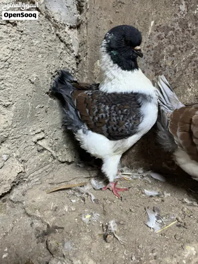 جوز كنق مدنا 3