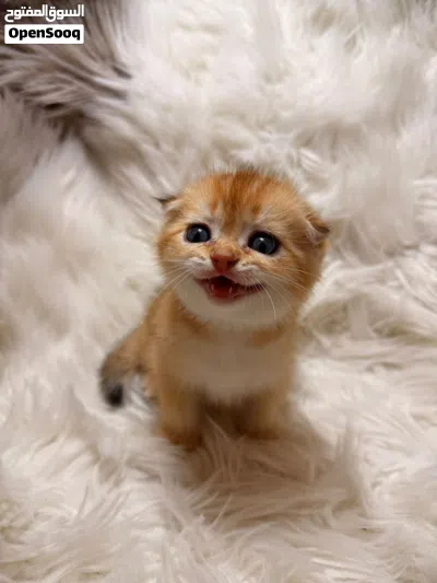 سكوتش فولد للتزاوج Scottish fold for mating 2