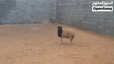 فطيمه وطنيه مشالله سلاله تبارك الله عمرها ف7شهور.. 4