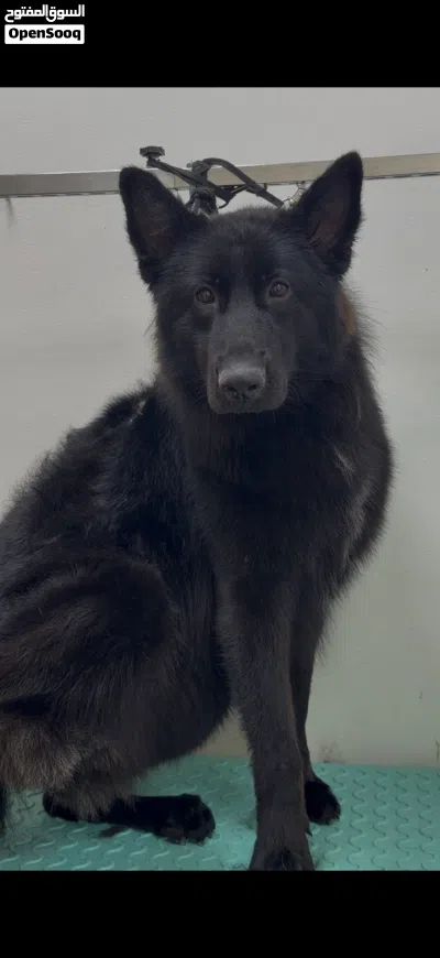 GERMAN SHEPHERD WORKING LINE BLACK JACK IMPORTED FROM GERMANY 3