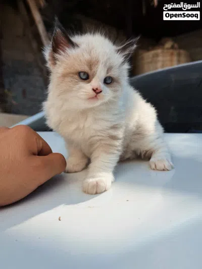 قطط لونا، مايلو، وبيلا يبحثون عن بيت يحبهم 3