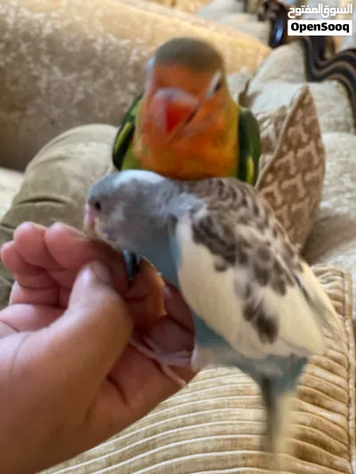 فيشر وبادجي أليف للبيع 3