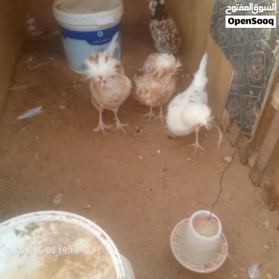 دجاج بانكس للبيع 3