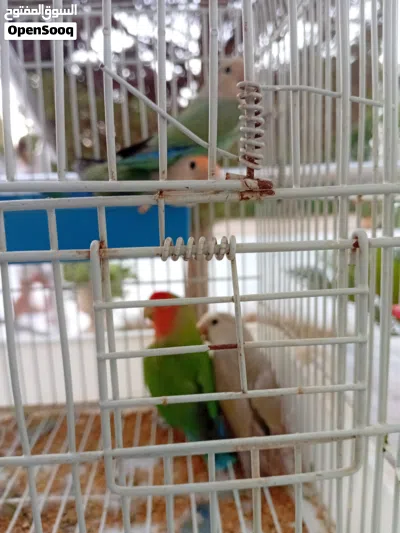 كوبيه رود اخضر بي فروخ 3