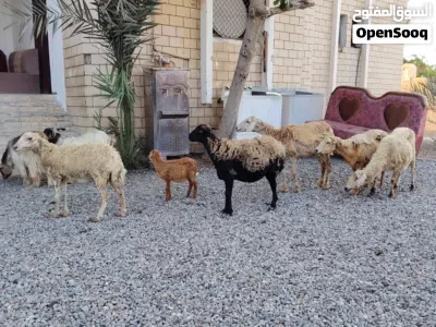 جعد للبيع اقرا الوصف تحت لا يفوتك 4