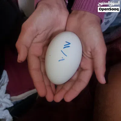 طيور الاوز صحيحات خاليات من الامراض منتجات 3