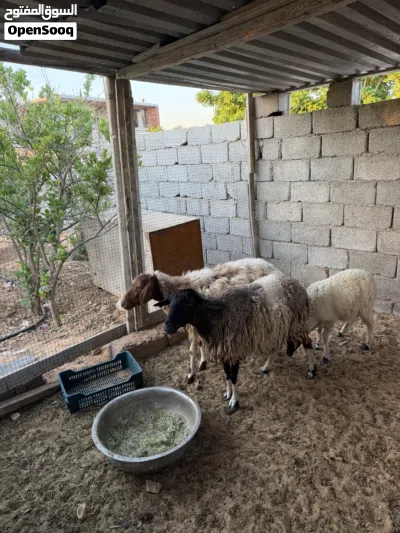 زوز نعجات للبيع 4