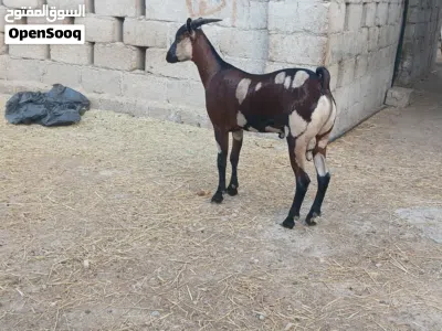 تيوس صلالة 2