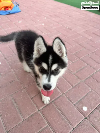 undefined 3