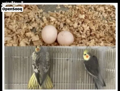 كوبيا كوكتيل تحته دحيتين 2