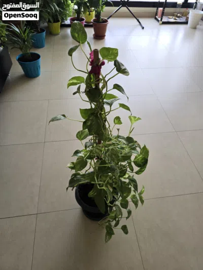 Healthy Large Golden Money Plant with Climbing Pole – Indoor Air Purifying Plant 4