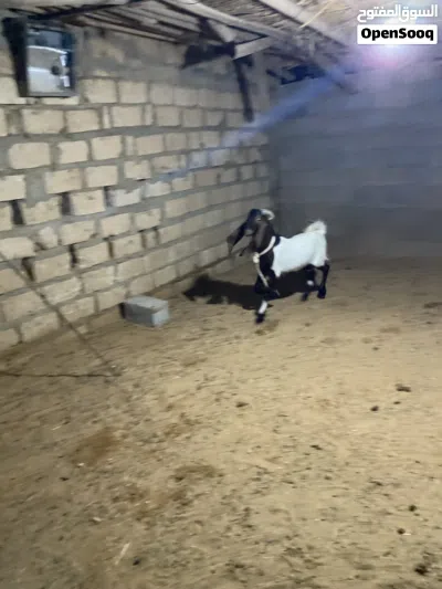 جديان للبيع 3