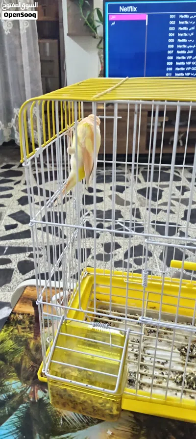 نثيه كناري جاهزه الوان حلوة 2