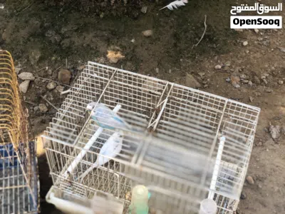 اربعة من الطيور زوز كوبيات بقلينو 2