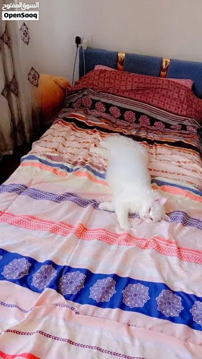 شيرازي مع اغراضو في ومع مطعوم في واحد سنه ونص واحد شهرين 3