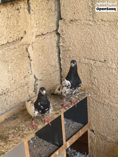 حمام باكستاني مطيار الوصف مهم 3