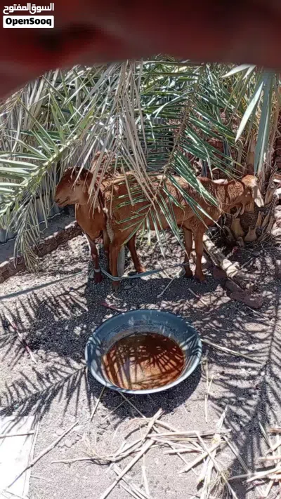 خروفين للبيع عمر 6اشهر 3