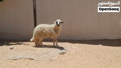 فطيمه وطنيه الله يبارك عمرها ف8شهور جنس تومي ربي يبارك سليمه من العيوب والامراض.. 3