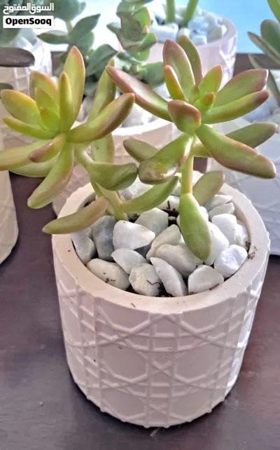 Succulent Plant in Concrete Pot 4