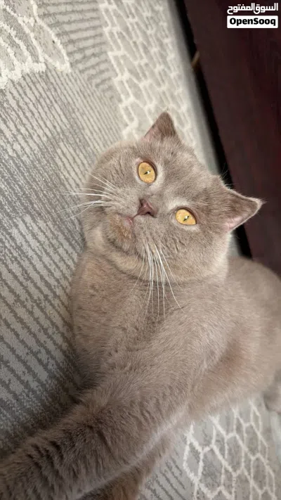 ذكر سكوتش فولد ليلك (للتزاوج) Scottish Lilac Fold male (for mating) 3