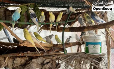 طيور محلية، صحية ونشطة ومألوفة على البيئة المحلية. 4