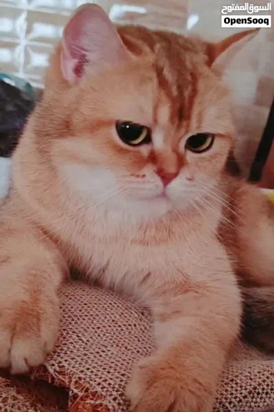 انثى سكوتش ستريت جولدن ny11 2