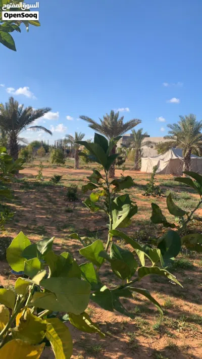 مزرعة 4000 متر جهة مثلث الجزارين الباعيش بها أكثر من 400 شجرة و 14 صنف فاكهة شارع مغلق وبها استراحة 2