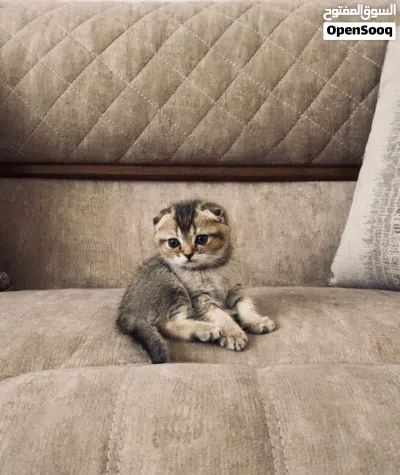 قطط سكوتش جولد وشكوتش فولد ستريت للبيع 3
