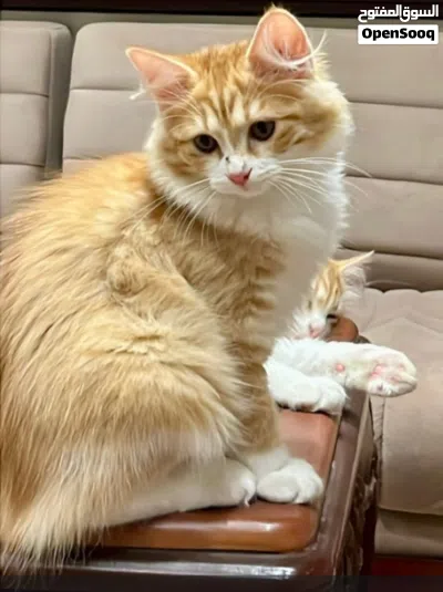 للبيع قطه شيرازيه مع أبنائها 2