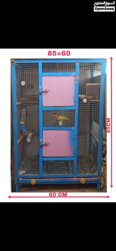 3 طيور روز للبيع مع قفص كبير 85×60 4