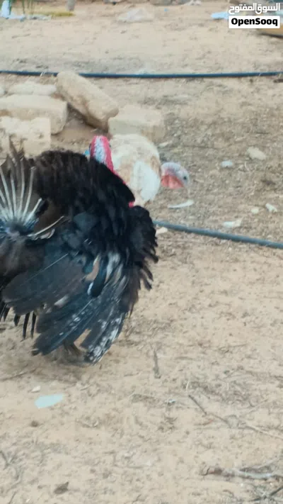 يتوفر كوبية ديك رومي ربي ييارك مدحيه 6 دحيه ربي يبارك سعر مع بعض 180 4