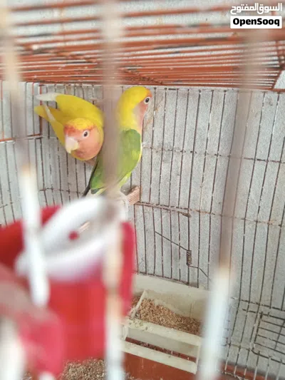 كوبية مصوقرة بفروخهم للبيع 4