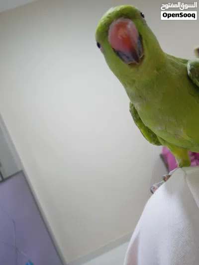 ببغاء دره اليف 3
